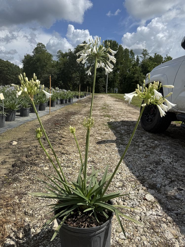 agapanthus-praecox-shona-straight-a-trade-shona-agapanthus