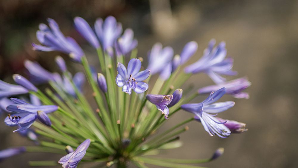 agapanthus-purple-cloud-african-lily-lily-of-the-nile