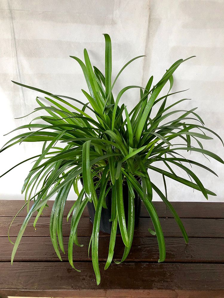 agapanthus-purple-cloud-african-lily-lily-of-the-nile