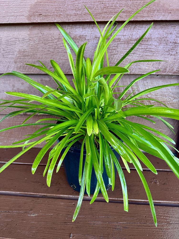 agapanthus-purple-cloud-african-lily-lily-of-the-nile