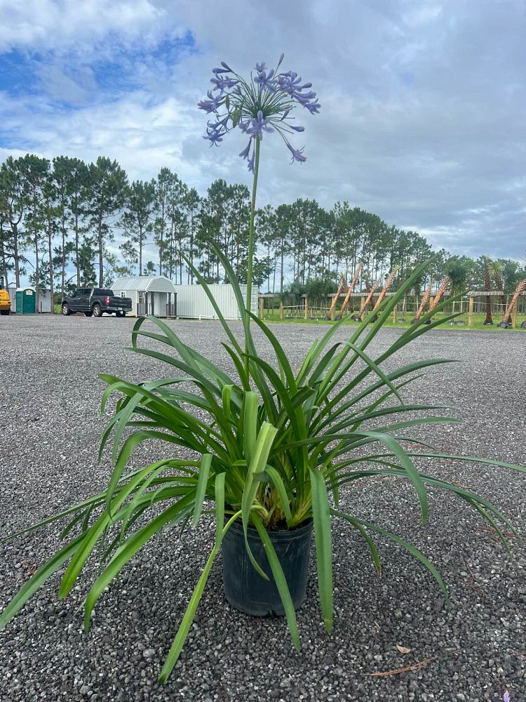 agapanthus-purple-cloud-african-lily-lily-of-the-nile