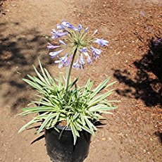 agapanthus-tinkerbell-lily-of-the-nile