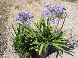 agapanthus-tinkerbell-lily-of-the-nile