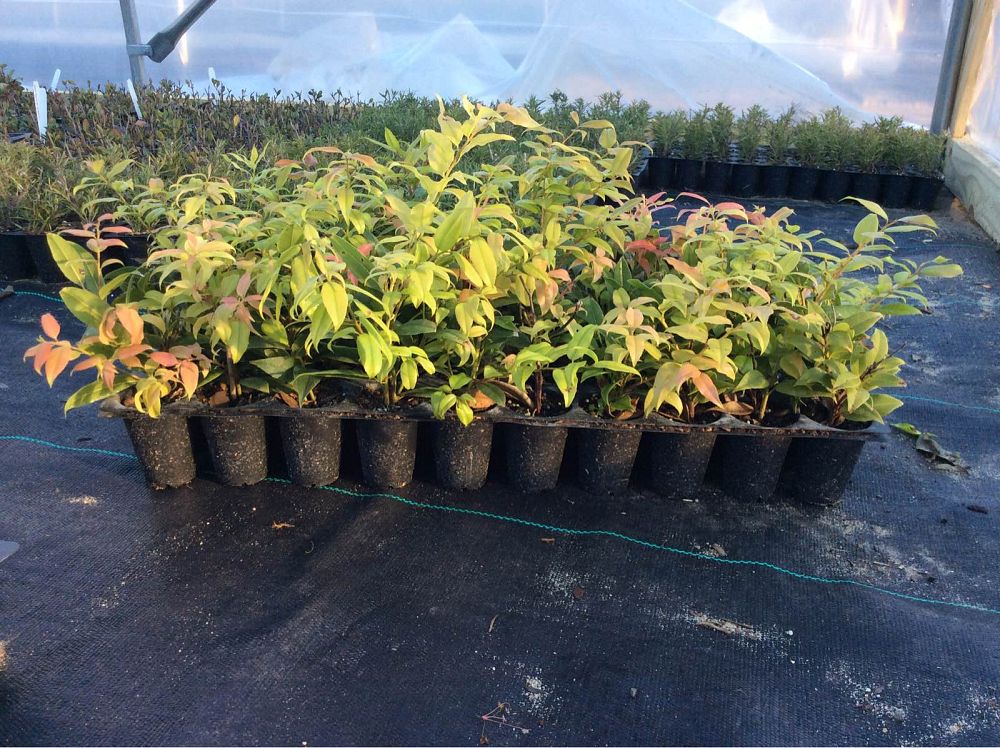 agarista-populifolia-leucothoe-populifolia-florida-leucothoe-florida-hobblebush