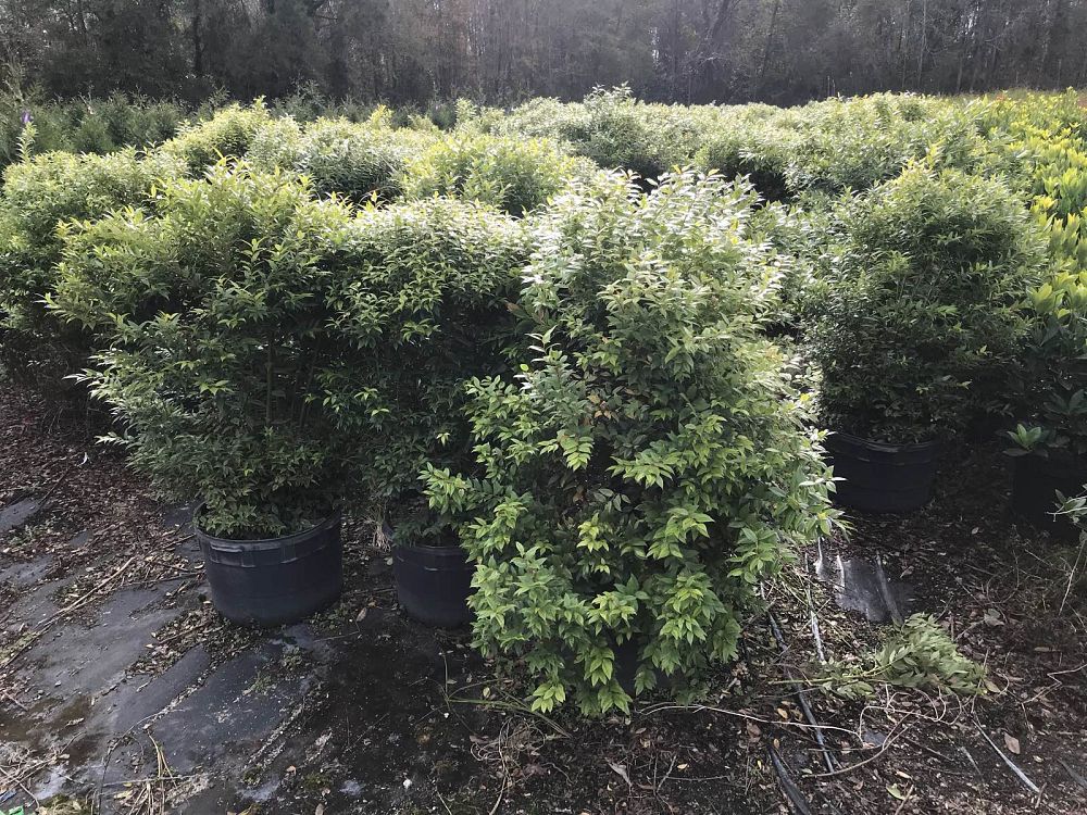 Brunson Wholesale Nursery