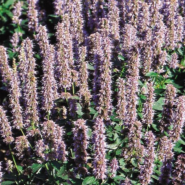 agastache-blue-fortune-anise-hyssop