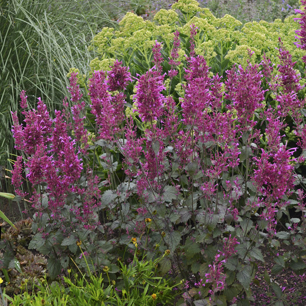 agastache-bolero-anise-hyssop-hyssop-hybrid-agastache