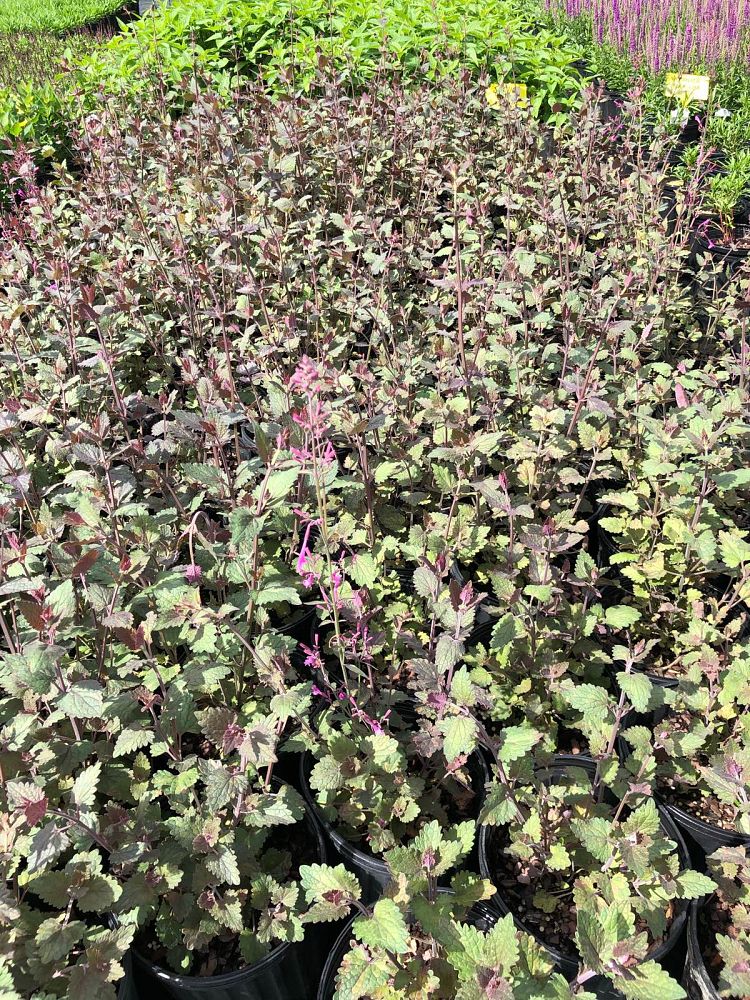 agastache-bolero-anise-hyssop-hyssop-hybrid-agastache