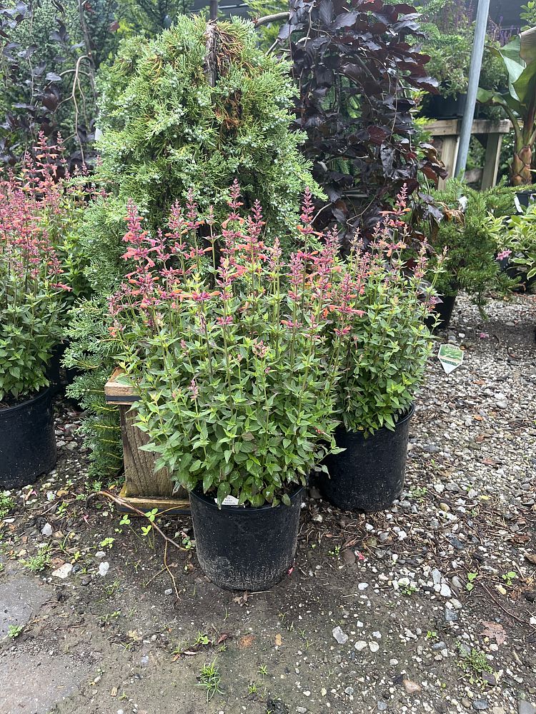 agastache-mango-tango-anise-hyssop