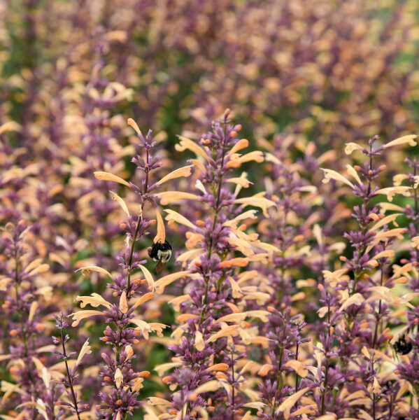 agastache-meant-to-bee-queen-nectarine