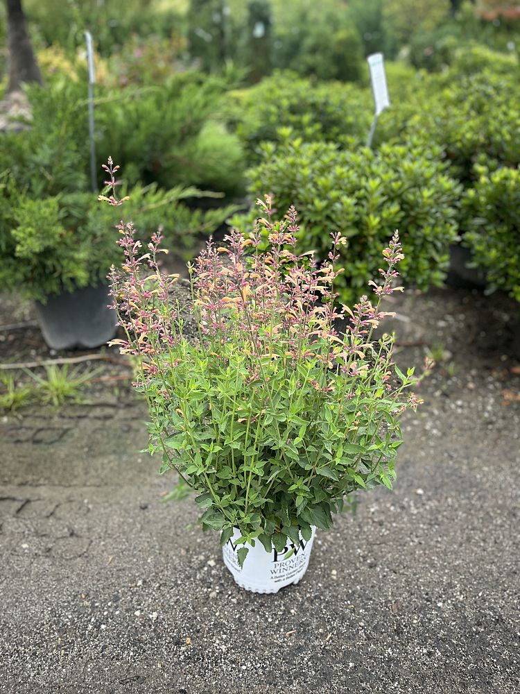 agastache-meant-to-bee-queen-nectarine