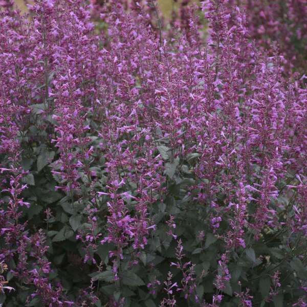 agastache-meant-to-bee-royal-raspberry