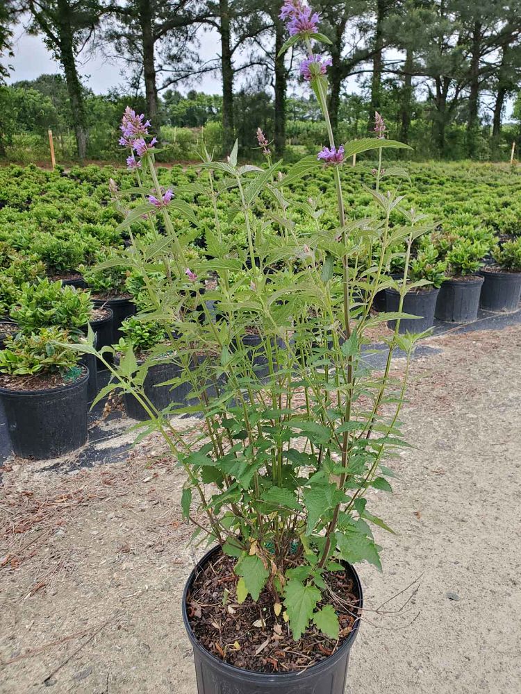 agastache-purple-haze-hyssop