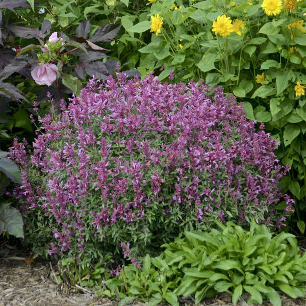 agastache-rosie-posie-anise-hyssop
