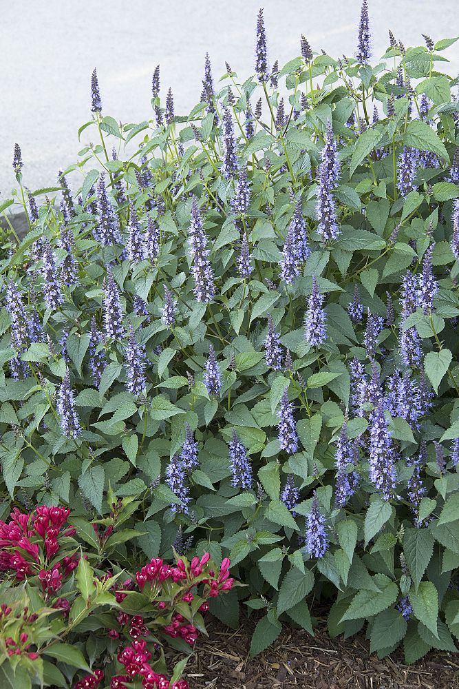 agastache-rugosa-little-adder-korean-mint