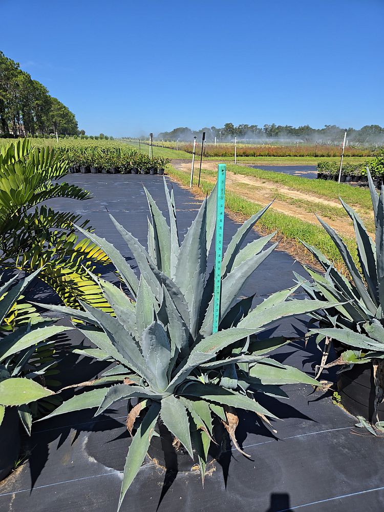 agave-albomarginata-century-plant