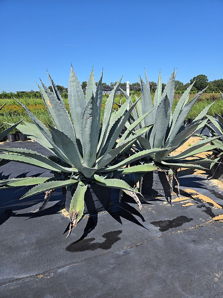 agave-albomarginata-century-plant