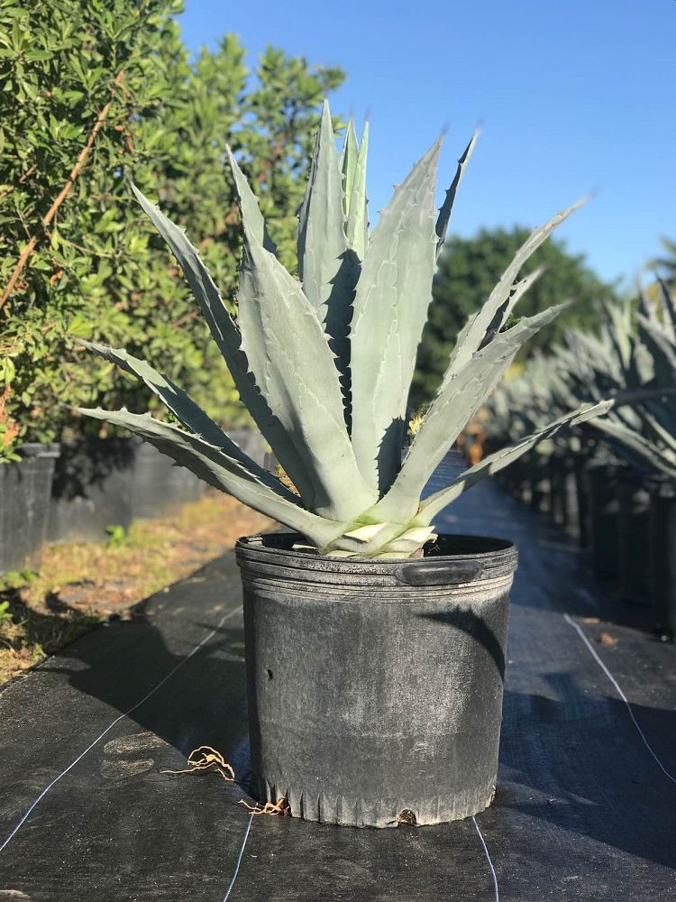 agave-americana-americana-american-century-plant