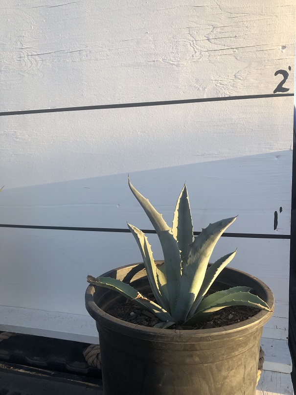 agave-americana-americana-american-century-plant