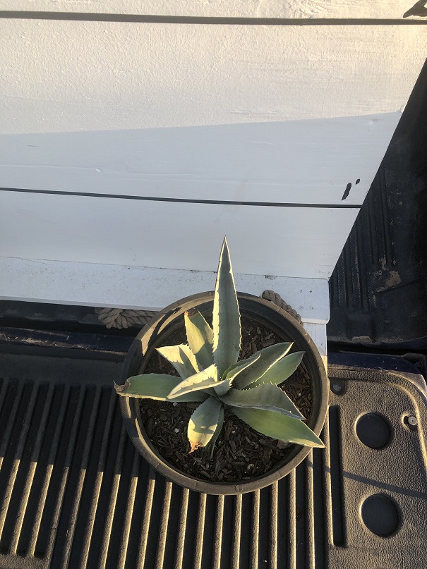 agave-americana-americana-american-century-plant