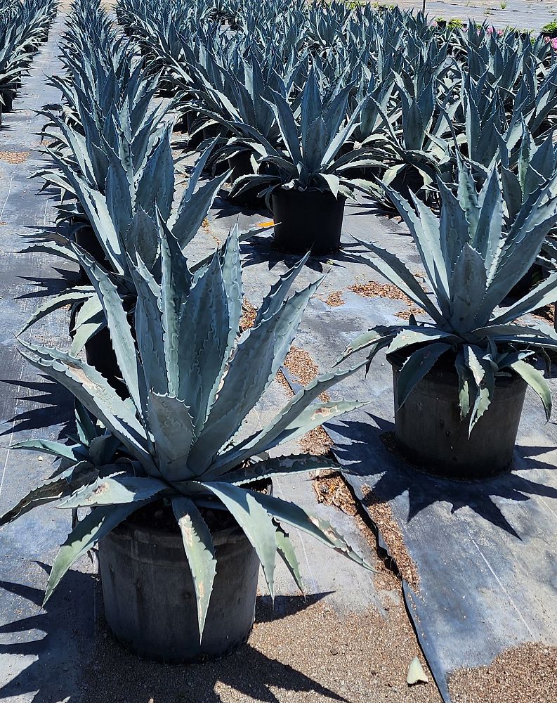 agave-americana-americana-american-century-plant