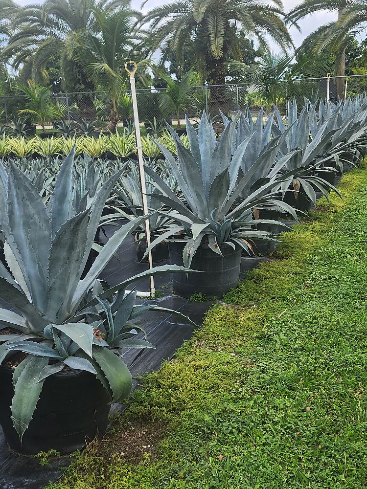 agave-americana-americana-american-century-plant
