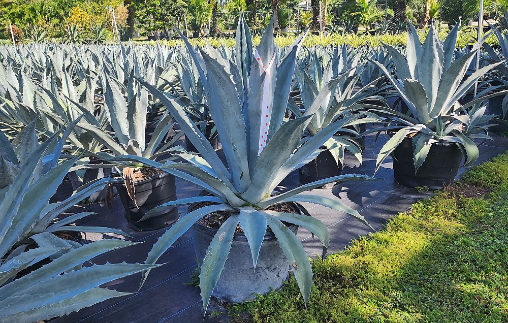 agave-americana-americana-american-century-plant