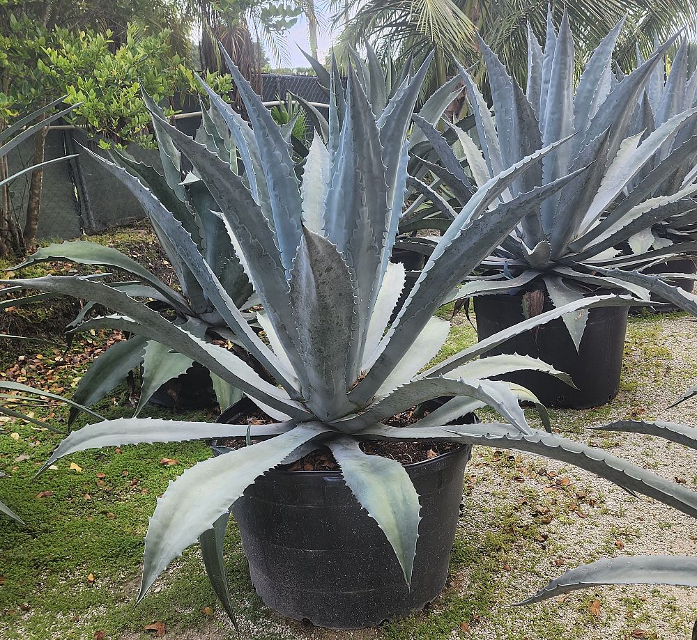 agave-americana-americana-american-century-plant