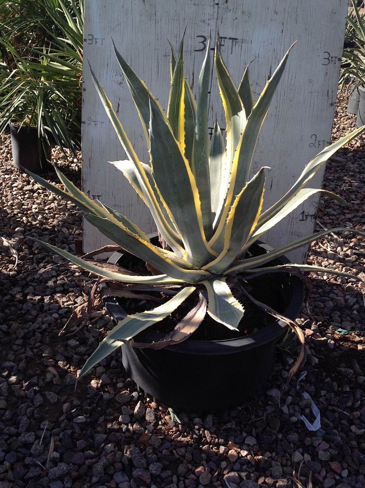 Arizona WholeSale Growers