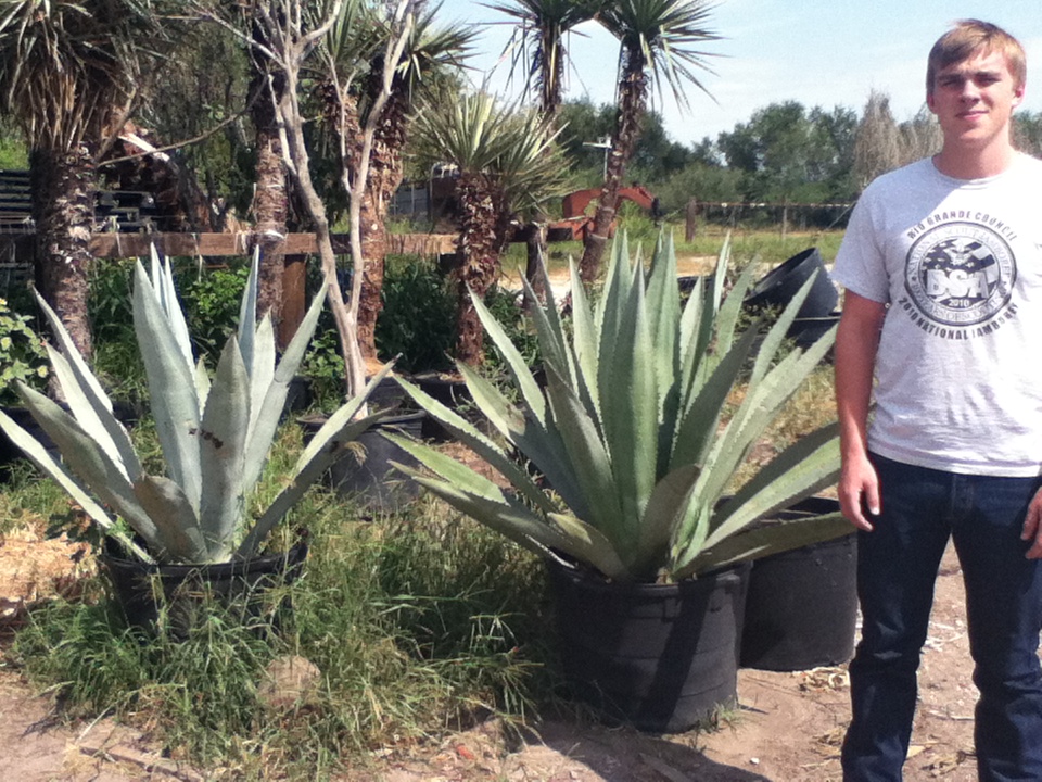 agave-americana-century-plant-yellow-agave-agave-amarillo