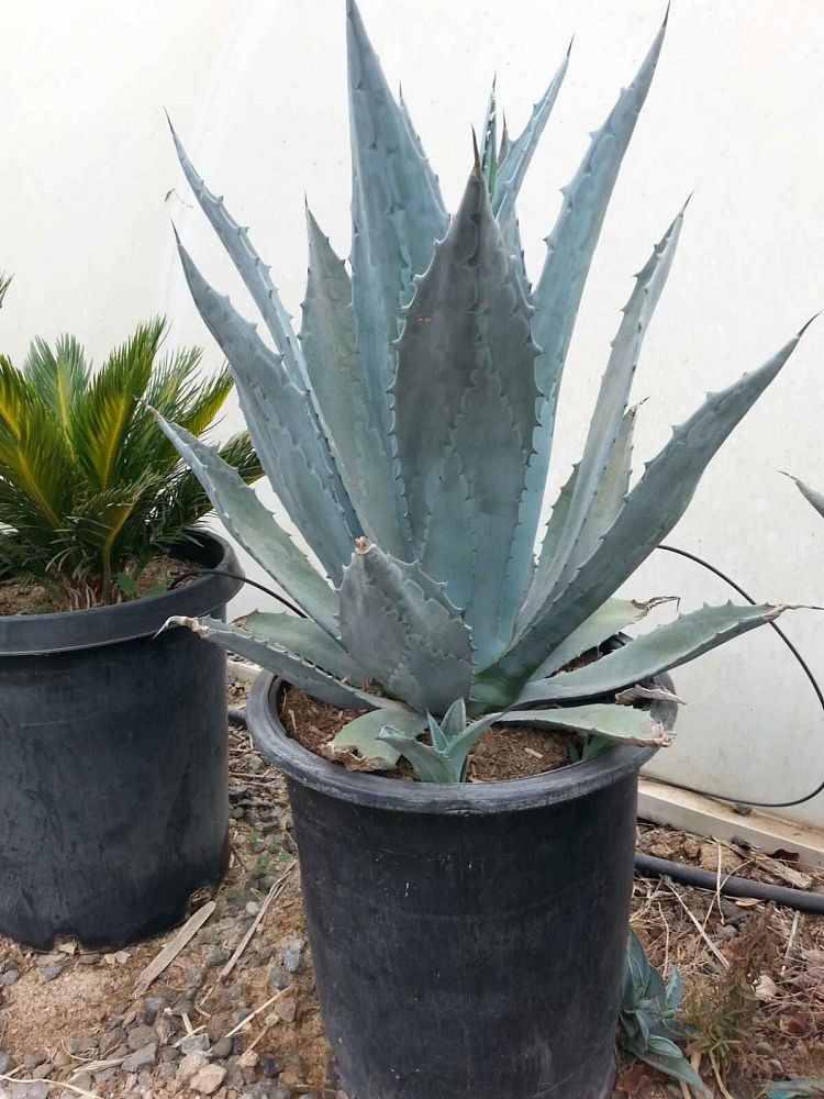 agave-americana-century-plant-yellow-agave-agave-amarillo