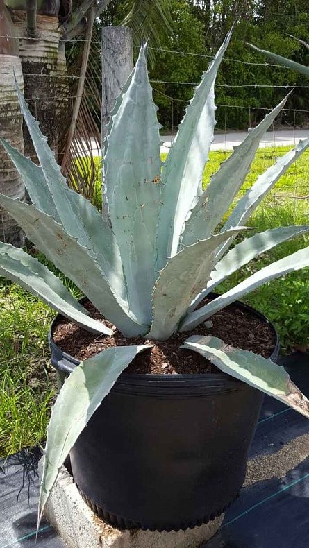 agave-americana-century-plant-yellow-agave-agave-amarillo