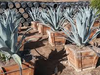 agave-americana-century-plant-yellow-agave-agave-amarillo