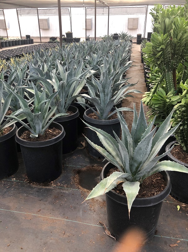 agave-americana-century-plant-yellow-agave-agave-amarillo