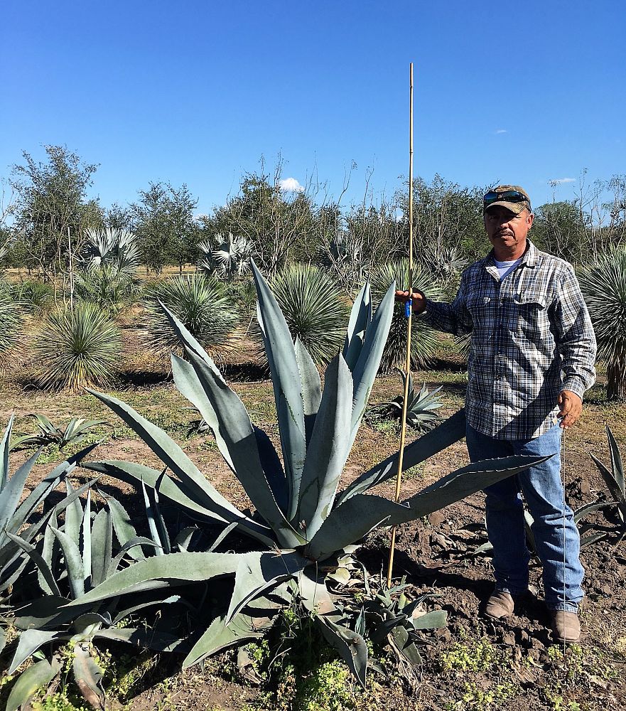 agave-americana-century-plant-yellow-agave-agave-amarillo