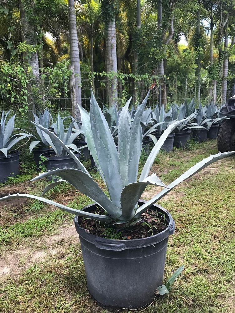 agave-americana-century-plant-yellow-agave-agave-amarillo