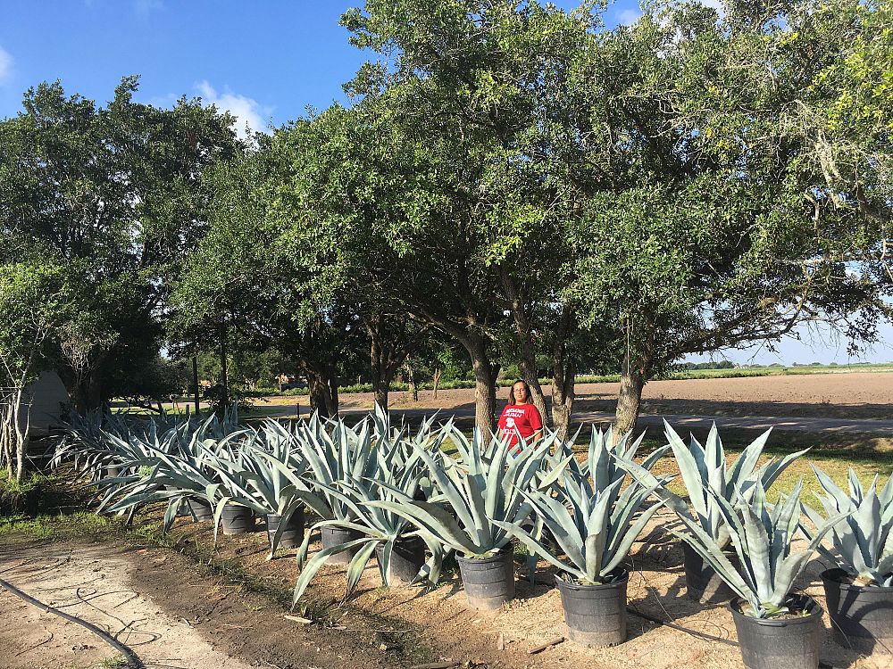agave-americana-century-plant-yellow-agave-agave-amarillo
