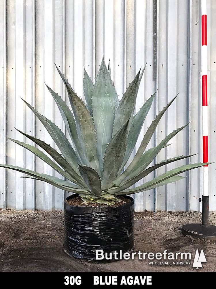 agave-americana-century-plant-yellow-agave-agave-amarillo