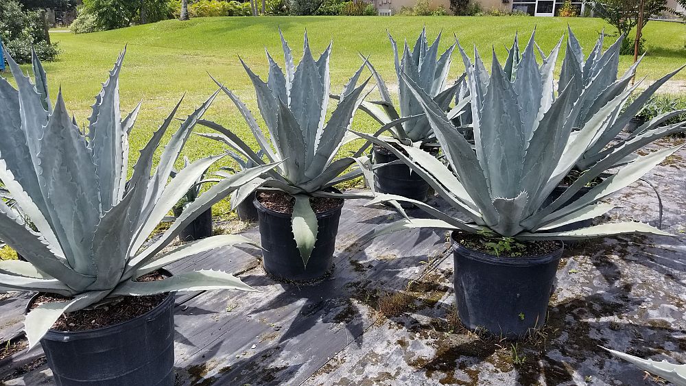 agave-americana-century-plant-yellow-agave-agave-amarillo