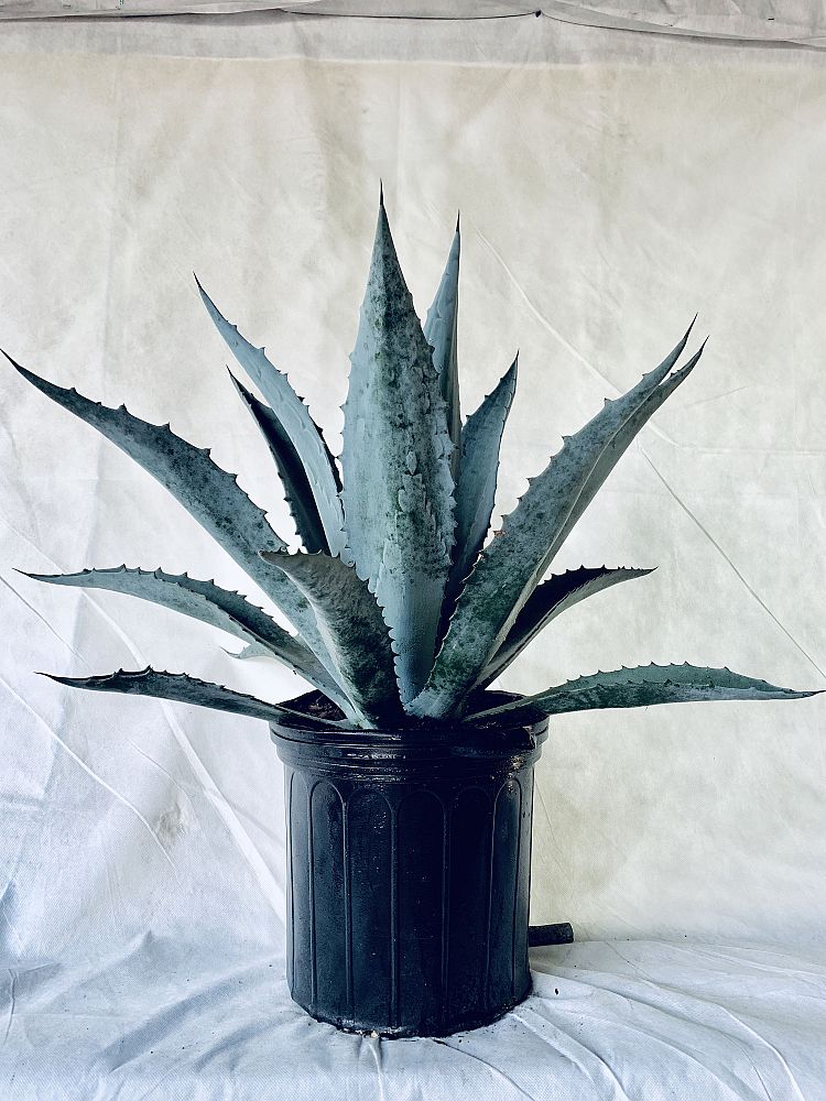 agave-americana-century-plant-yellow-agave-agave-amarillo