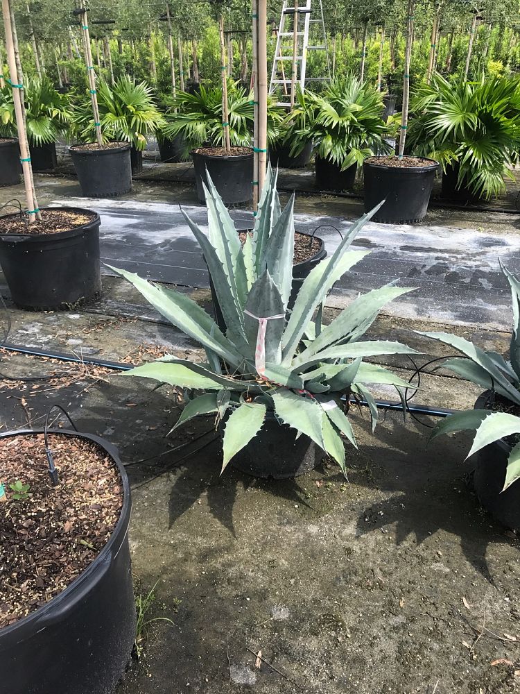 agave-americana-century-plant-yellow-agave-agave-amarillo