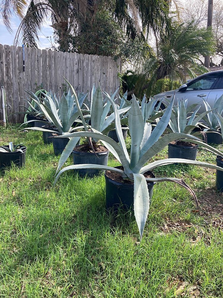 agave-americana-century-plant-yellow-agave-agave-amarillo