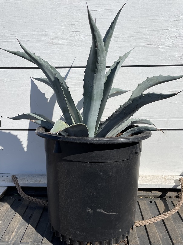 agave-americana-century-plant-yellow-agave-agave-amarillo