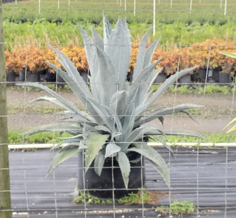 agave-americana-century-plant-yellow-agave-agave-amarillo