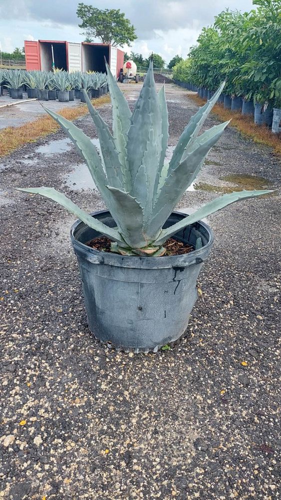 agave-americana-century-plant-yellow-agave-agave-amarillo