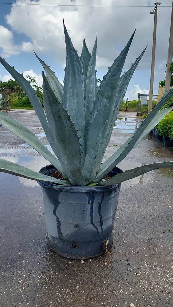 agave-americana-century-plant-yellow-agave-agave-amarillo