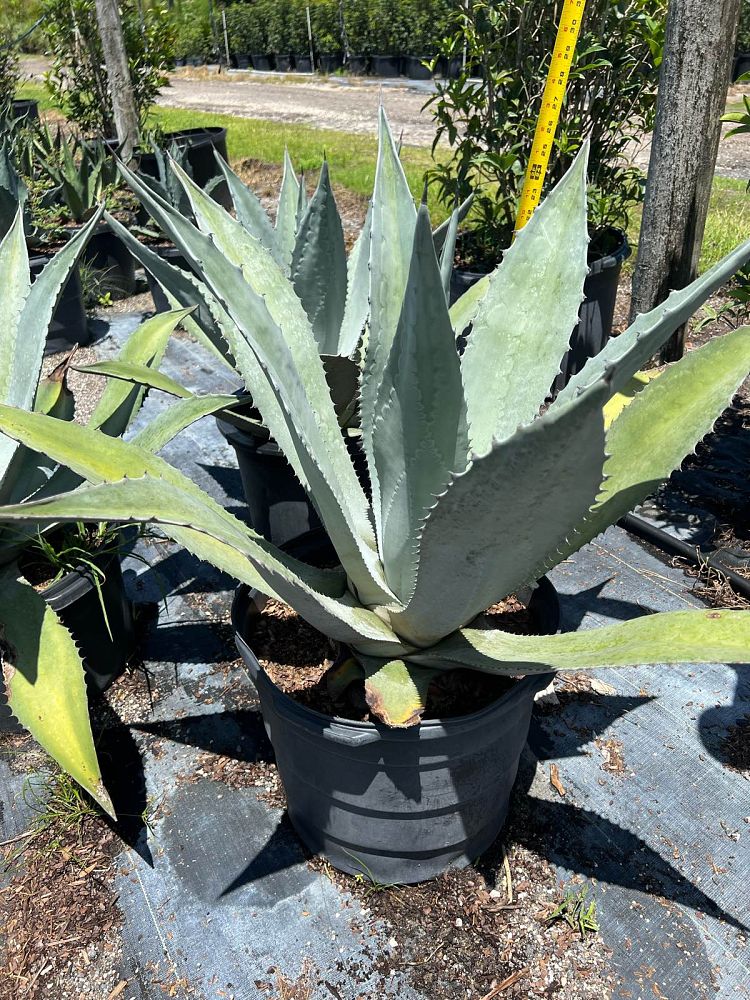 agave-americana-century-plant-yellow-agave-agave-amarillo