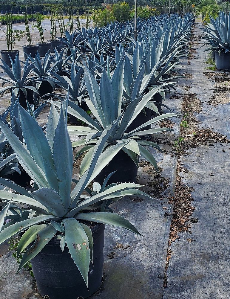 agave-americana-century-plant-yellow-agave-agave-amarillo