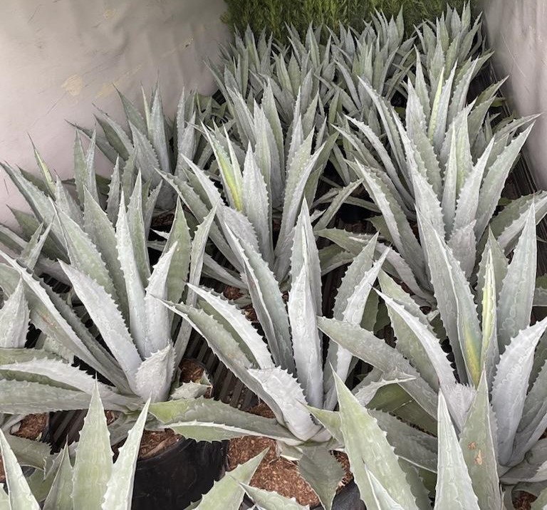 agave-americana-century-plant-yellow-agave-agave-amarillo