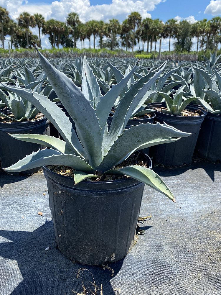 agave-americana-century-plant-yellow-agave-agave-amarillo